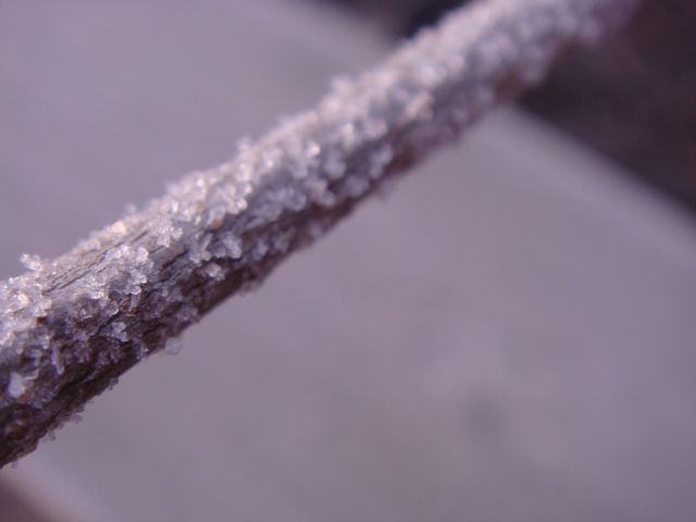 Tiny Ice Crystals On Anchorage Twig (Nov. 4, 2009)