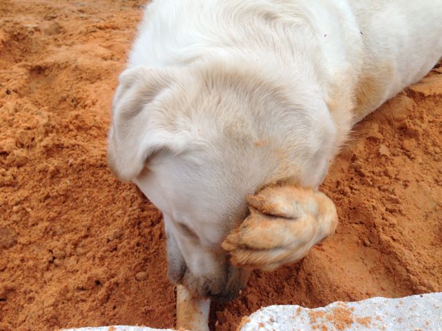 photo of dog playing is clay sand, looking embarrassed
