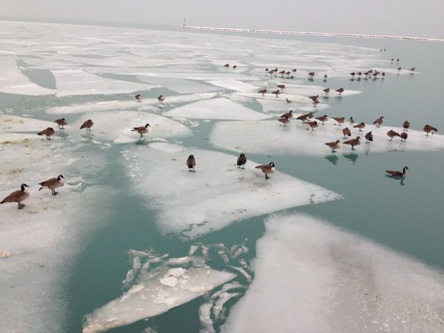Geese on ice at Chicago's Grant Park lakefront