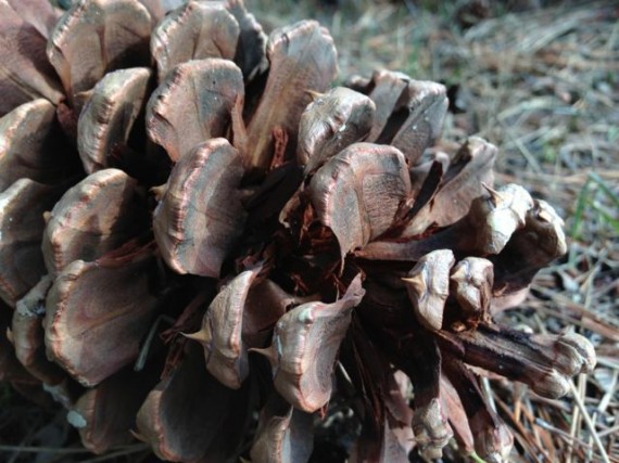 common pine cone