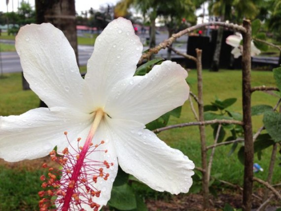 White Hibiscus flower at University of Hawaii Hilo entrance