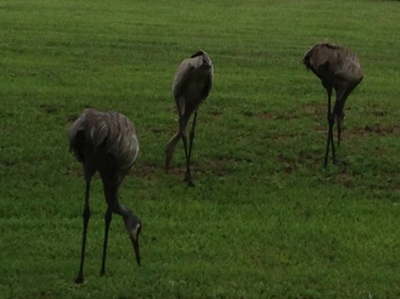 Three Florida Sand Hill Cranes feeding in yard