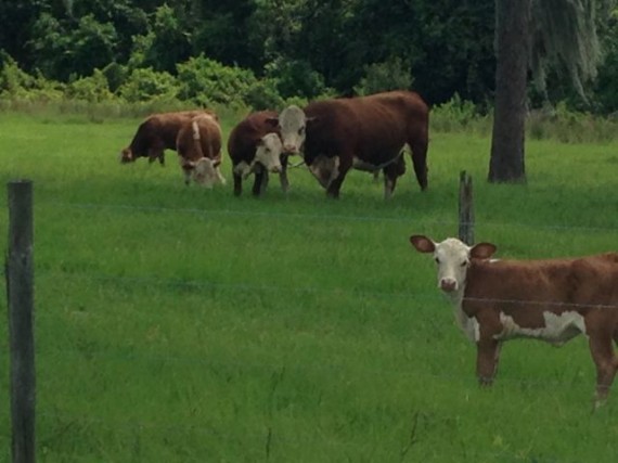 Calf in pasture