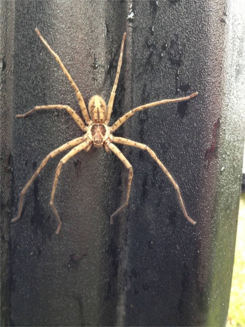 Big central florida spider