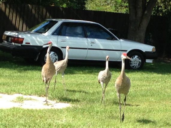 Two adult and two juvenile Florida Sand Hill cranes in homeowner's yard