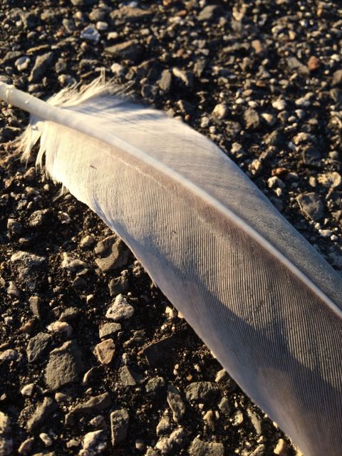 Florida Sand Hill Crane feather