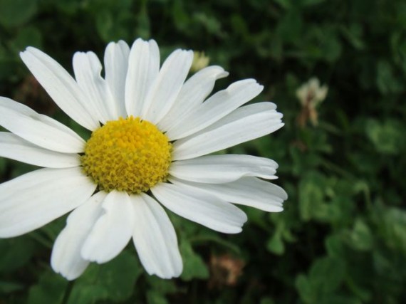 Daisy in Finland country side