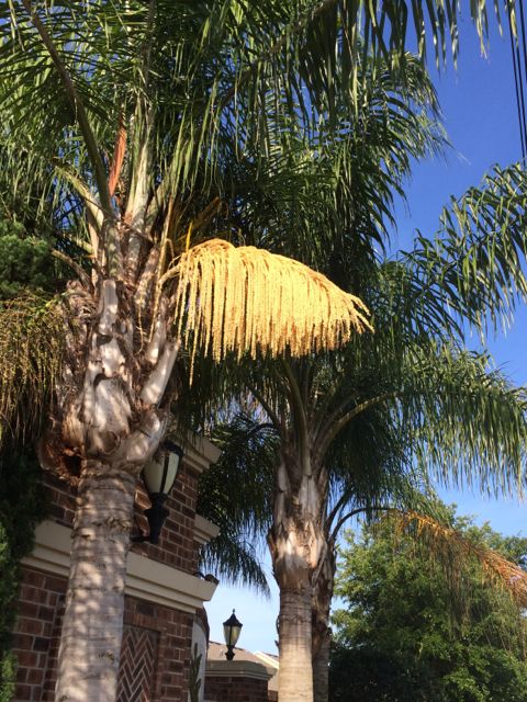 Florida Queen palms in bloom