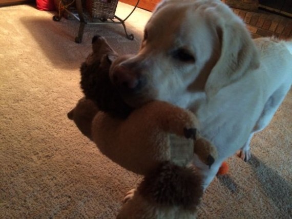 Lab with two stuffed toys in his mouth