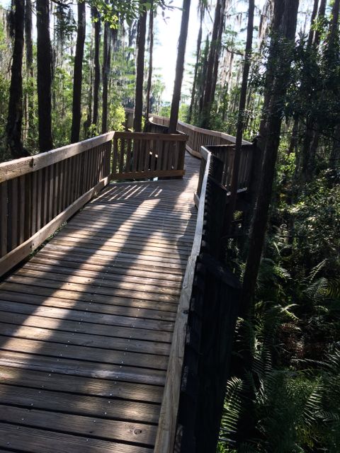 Florida nature trail boardwalk