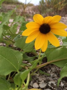 Sanibel Island Beach Sunflower