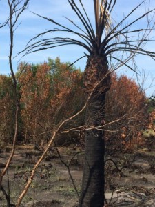 Burnt cypress palm in nature preserve