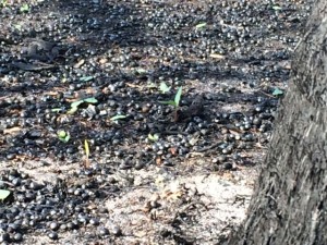 Green sprouts of vegetation rising from recent wildfire