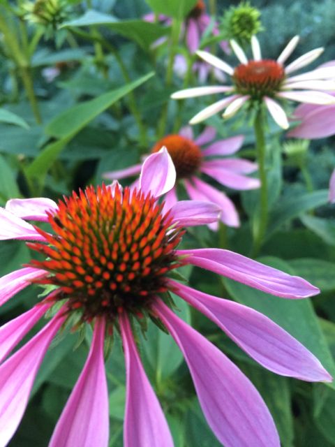 Cone flower on Colorado State University campus