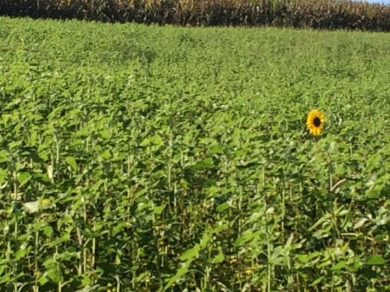 Lone blooming sunflower in field