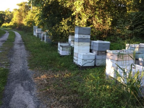 Honey Bee Hives near Disney's Magic Kingdom