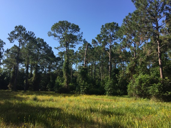 Field of Florida wildflowers