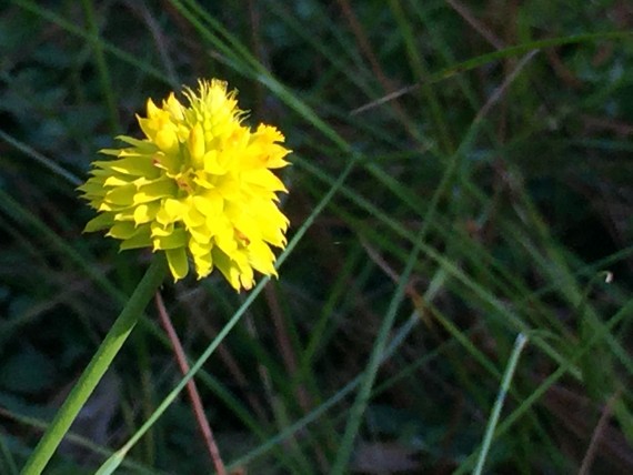 Bright yellow Florida wildflower