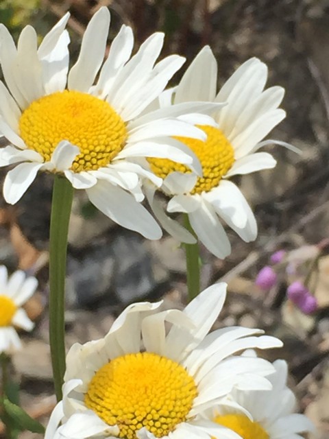 Glacier National Park wildflowers