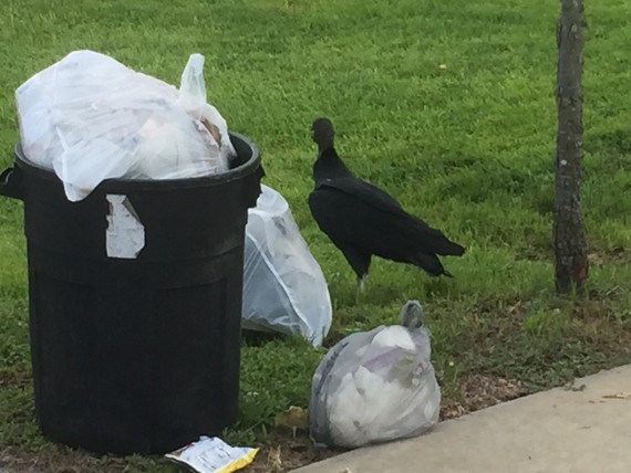 Florida vulture at trash can