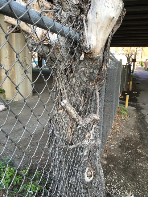 Tree growing through a fence