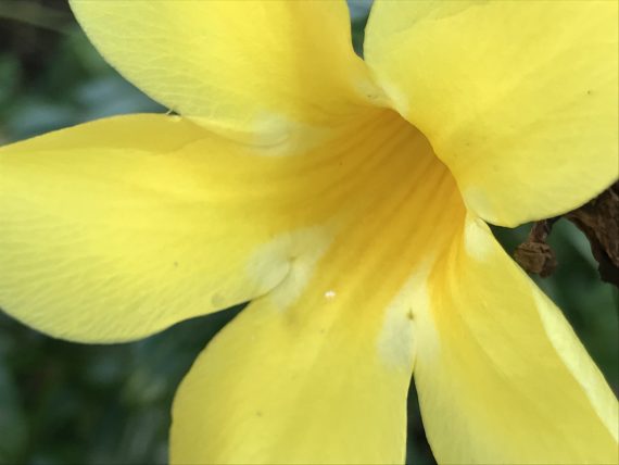 Yellow Florida flower