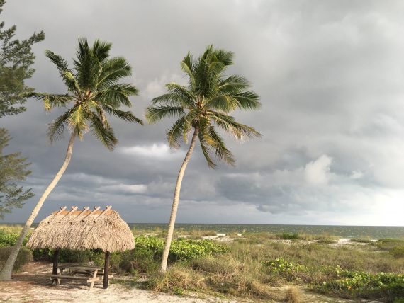 Sanibel Island Coconut Palm trees