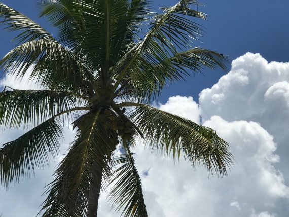Florida Coconut palm