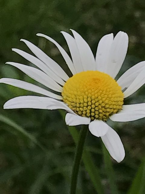 Glacier wildflower