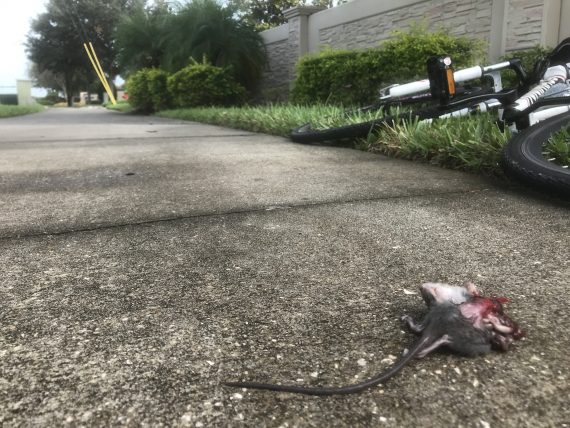 Dead mouse on sidewalk