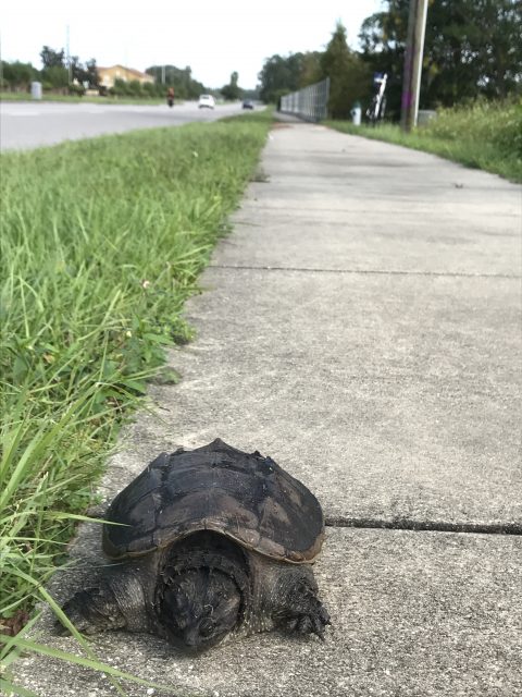Florida turtle on sidewalk