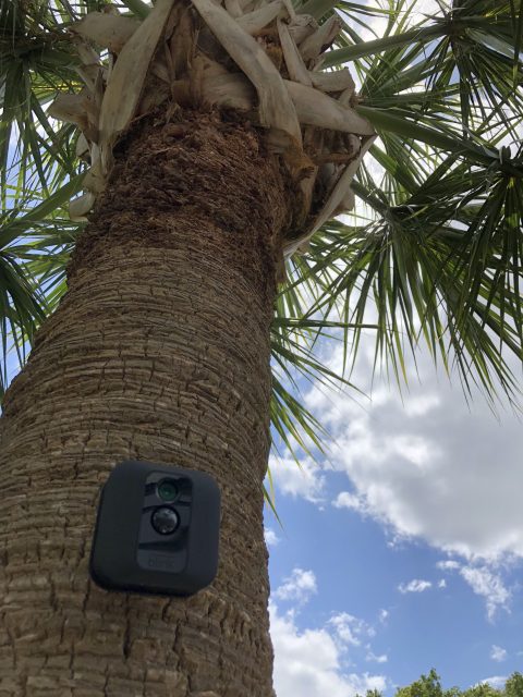 security cameras in Florida palm tree