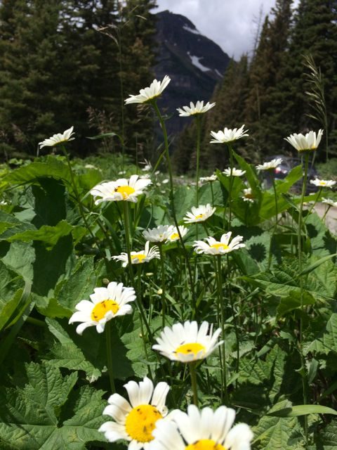Glacier Park daisies