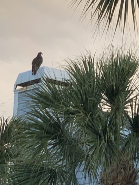 vulture on florida chimney