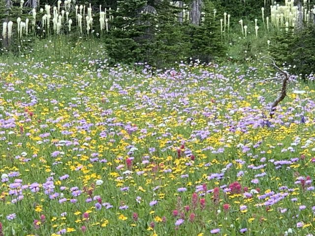mountain wildflower meadow