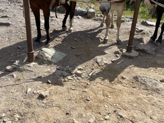 Shadow of horse on ground
