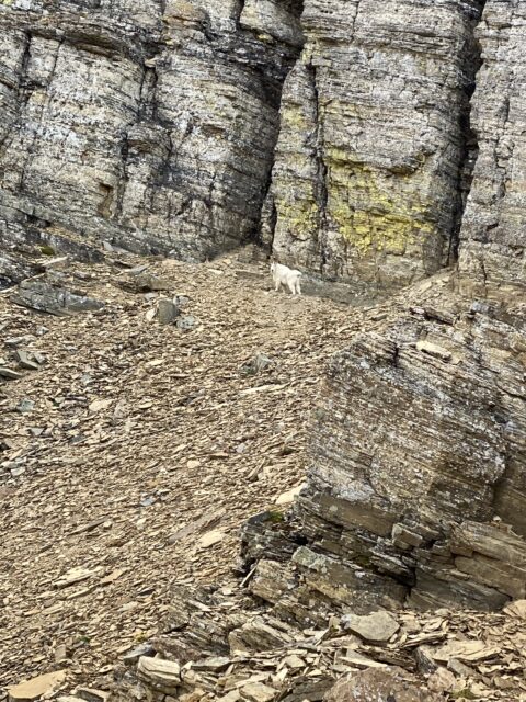 mountain goat next to rock wall