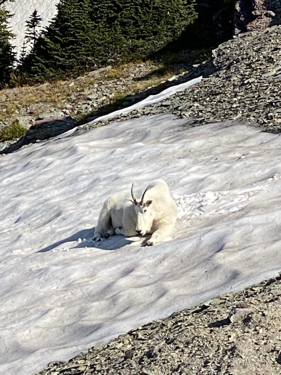 mountain goat on snow