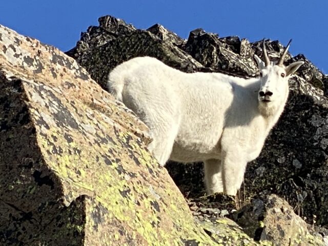 Momma mountain Goat