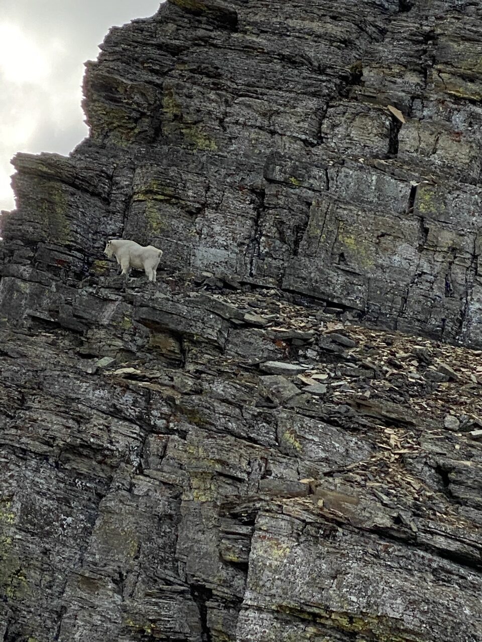 mountain goat on cliff
