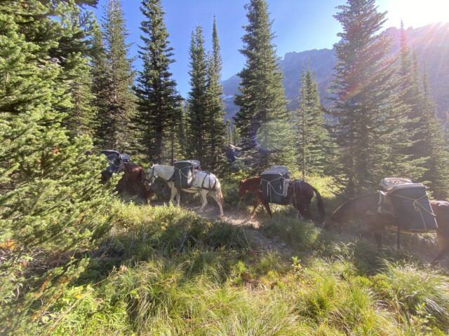 Mule pack-train carrying supplies on mountain trail