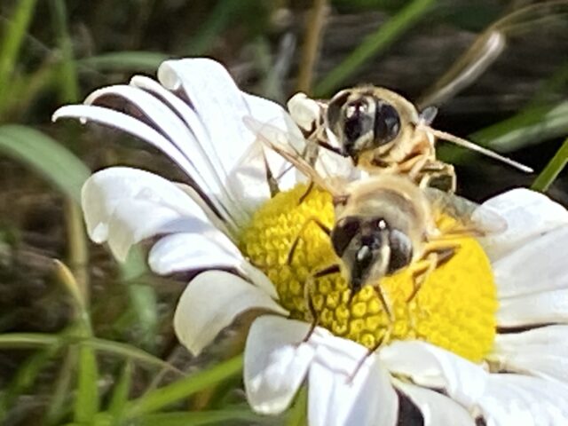 two bees on a daisy