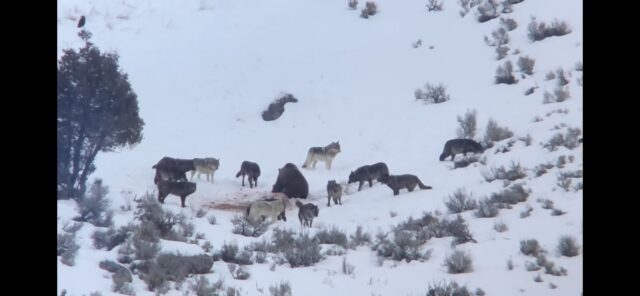 Grizzly bear surrounded by wolves in snow