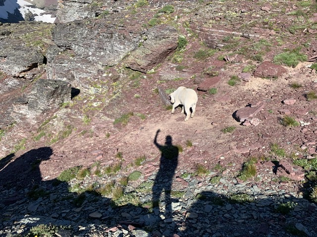 Mountain Goat and shadow of a man waving