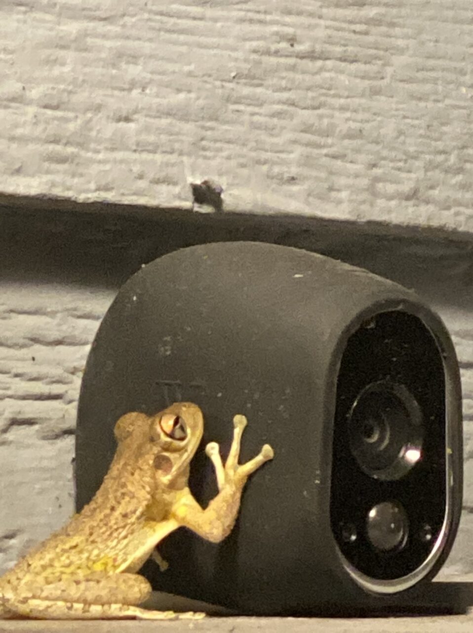 tree frog on security camera