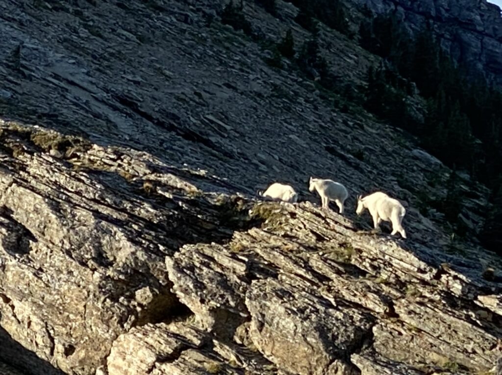 3 mountain goats