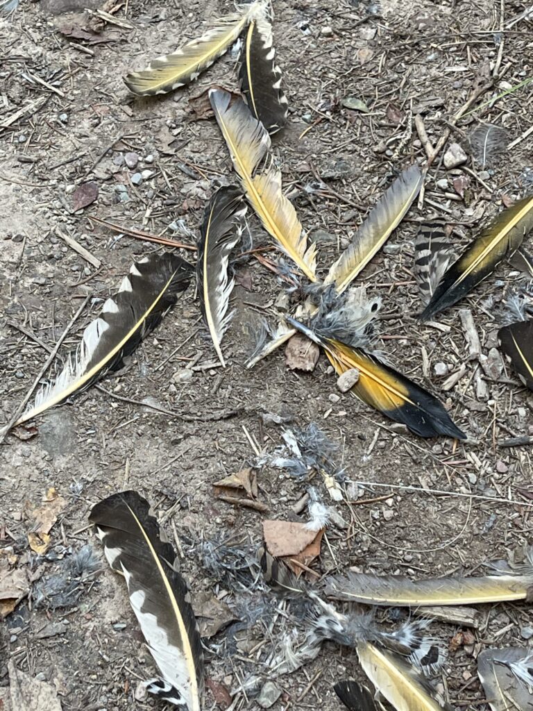 Bird feathers strewn on ground