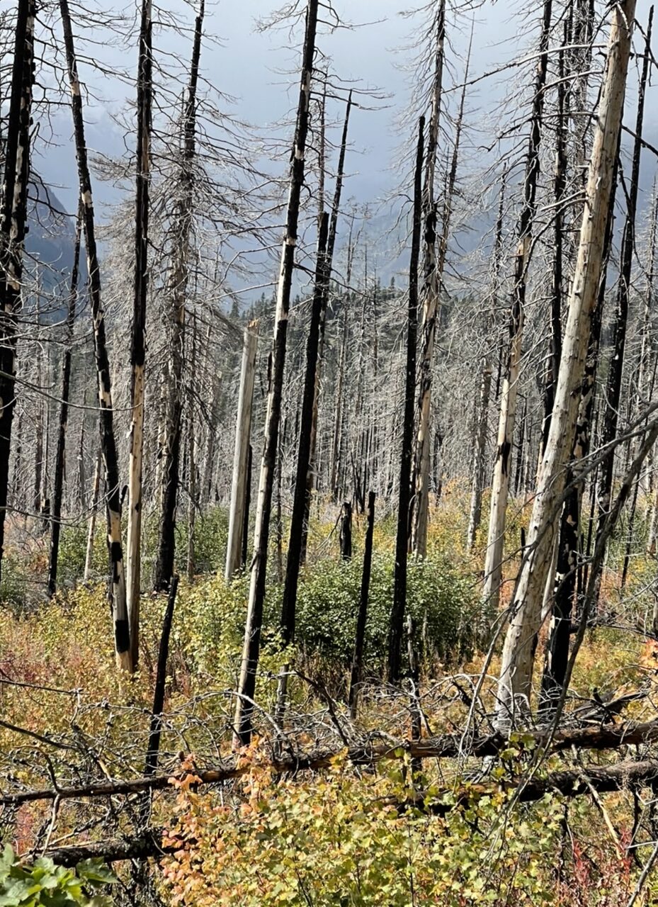 Forest after a forest fire