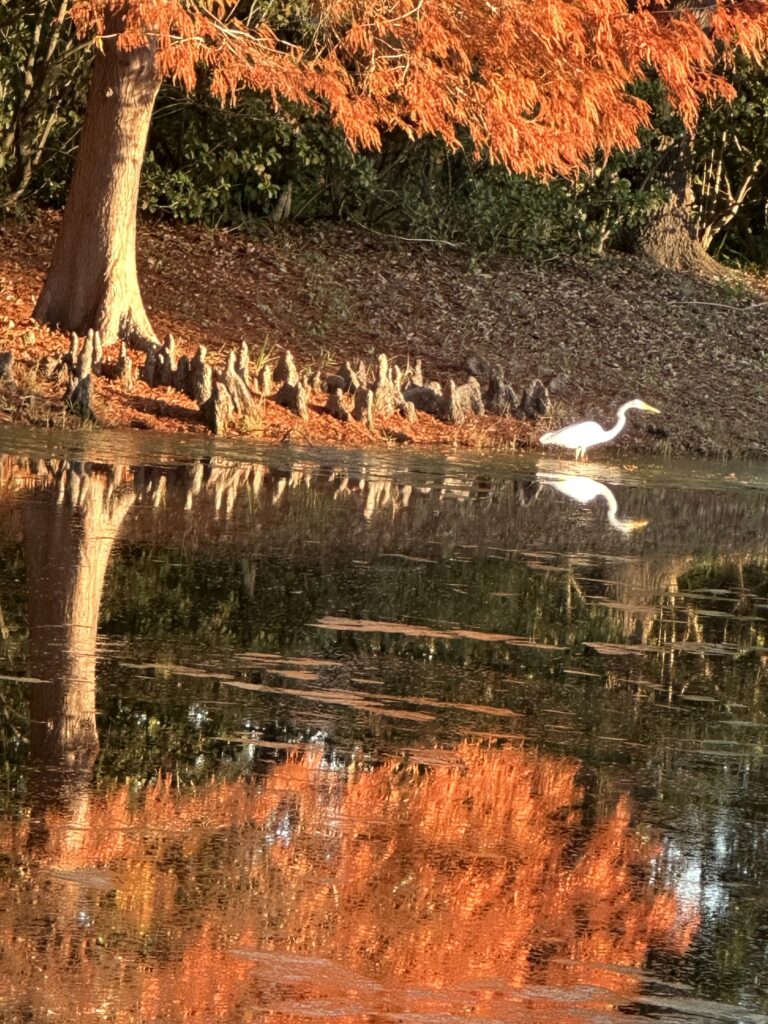 Pond reflection with a white egret