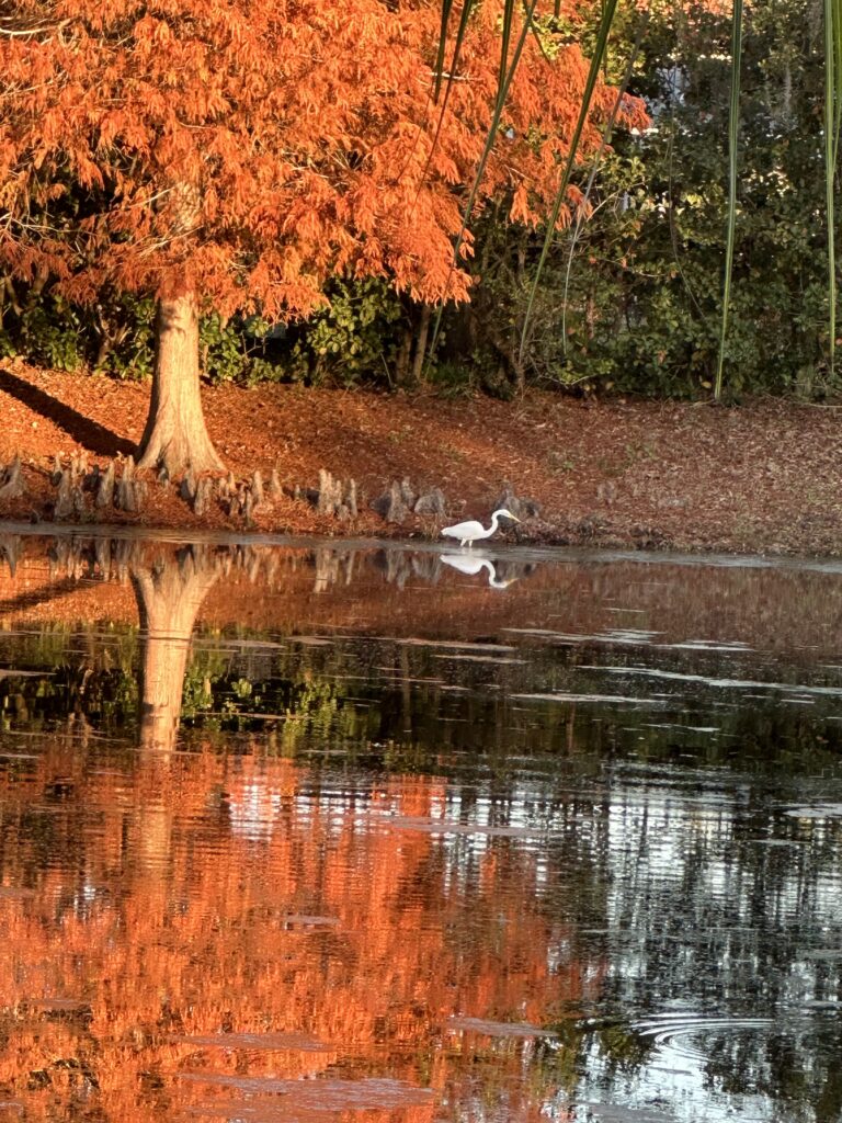 Pond reflection with egret